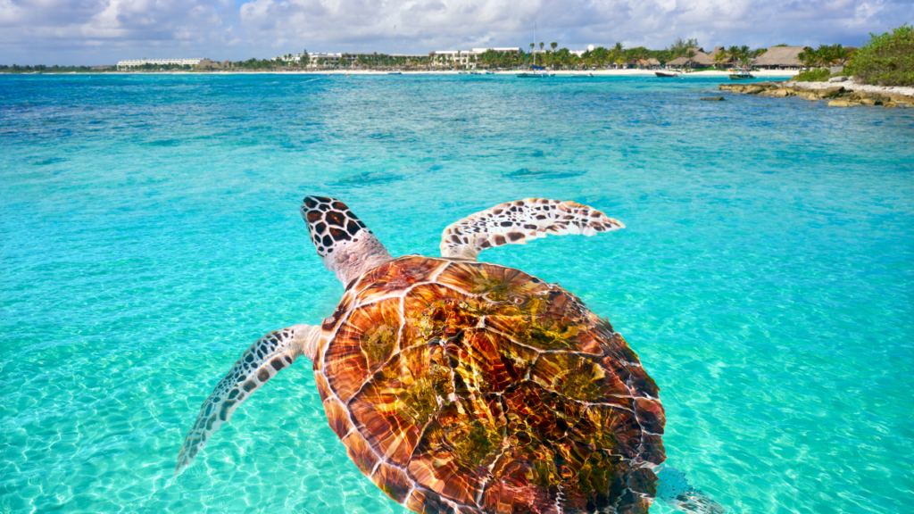 Cozumel & Riviera Maya, Mexico,best-diving-destinations-in-the-Caribbean Cozumel & Riviera Maya, Mexico,best-diving-destinations-in-the-Caribbean